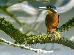 IJsvogel  20250815  Krochten