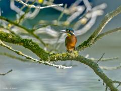 IJsvogel  20250815  Krochten