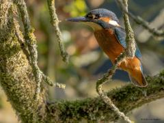 IJsvogel  20250818  Ben nog eens terug geweest naar de plek waar ik eerder de ijsvogel spotte. Heb er een tijdje onder mijn camouflagedoek gezeten. En niet voor niets. Het prachtbeestje liet zich weer zien. Ik denk een mannetje want ik zie geen rood op de ondersnavel.