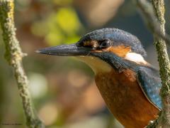 IJsvogel  20250815  Krochten