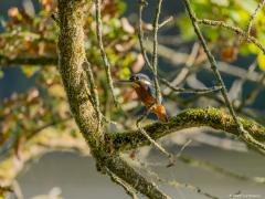 IJsvogel  20250815  Krochten