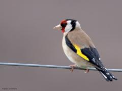 Putter  20250529  Maatjes