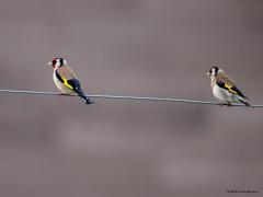 Putter  20250529  Maatjes