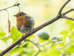 Roodborst  20250812  Niet weg te denken uit onze tuinen en bossen de roodborst. Hoop dat dat zo blijft. Foerageren op de ruwe schors van een boom doen ze af en toe ook, daar zijn ook spinnetjes en zo te vinden. Maar normaliter vind je ze op een takje. Ze zijn niet erg bang en verraden hun plekje vaak door hun liedje. De zomervogels trekken deels in de wintermaanden naar het zuiden en worden in die winter aangevuld door vogels uit het Noorden.