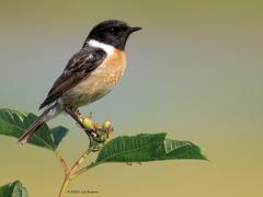 Roodborsttapuit  20250725  Ik weet niet of het woord talrijk hier in Zundert echt klopt maar ik zie deze leuke soort best veel hier. Met name het mannetje verveelt me nooit.