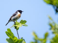 Roodborsttapuit  20250801  Ik zag dit vogeltje vandaag, is het een jonkie, denk van wel, een juveniele roodborsttapuit denk ik? Juveniel en adult, niet altijd even gemakkelijk te herkennen vind ik. In juni zag ik het mooiere mannetje dat ik nu ook laat zien, is veel gemakkelijker te herkennen.