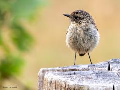 Roodborsttapuit  20250729  Volgens mij een vrouwtje roodborsttapuit. Is het een vogeltje dat dit jaar geboren is?