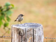 Roodborsttapuit  20250729  Volgens mij een vrouwtje roodborsttapuit. Is het een vogeltje dat dit jaar geboren is?
