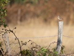 Tapuit  20250830  Bleke Heide