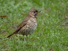 Zanglijster  20250806  Van zondag op maandag had het geregend. Het gras was dus nog flink nat. Dat is te herkennen aan de snuit van deze zanglijster die nog druk bezig was om tussen het gras wat eetbaars te vinden.