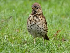 Zanglijster  20250804  Pannenhoef 