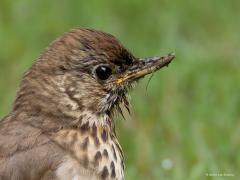 Zanglijster  20250804  Pannenhoef 
