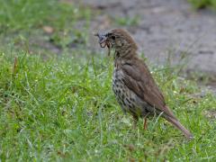 Zanglijster  20250804  Pannenhoef 