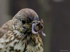 Zanglijster  20250804  Pannenhoef 