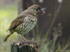 Zanglijster  20250804  Pannenhoef 