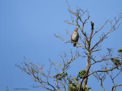 Zanglijster  20250811  Krochten