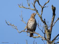 Zanglijster  20250811  Krochten