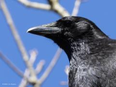 Zwarte Kraai  20250318  Effen Mastbos