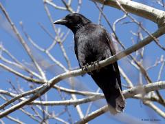 Zwarte Kraai  20250318  Effen Mastbos