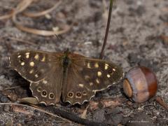 Luzerne, zandoogje, tweehoevig.  20250929  We zien niet veel vogels momenteel in onze natuur. Gelukkig zijn er naast vogels nog andere leuke dingen te zien. Daarom vorige week mijn telelens daarop eens gericht. De oranje luzernevlinger vloog nog rond, zo ook het bont zandoogje. En een spoor van ons mooiste tweehoevig zoogdier is toch ook leuk, niet?