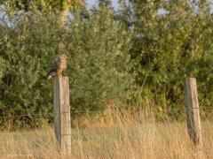 Buizerd  20250913  Iedereen kent deze grote roofvogel wel verwacht ik. We zien hem immers best veel rondom ons. Het hele jaar door. De verschillen in zomer- en winteraantallen zijn niet zo heel groot. Landelijk waren er rond 1970 slechts enkele honderden paren, een dieptepunt. Kwam vooral door het landbouwgif. Na het verbod daarvan herstelde de stand en kon die uitgroeien tot niet eerder bekende niveaus. Daarbij hielp ook het ouder wordende Nederlandse bos. Ook ging de soort meer broeden in de lage delen va