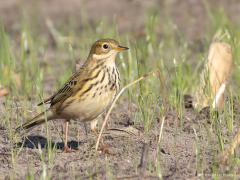Graspieper  20250923  Momenteel zien we in ons buitengebied op akkers veel graspiepers. Vaak in groepjes, bezig met de trek. Met flinke stappen  zoeken ze heel wat meters akkerland af op zoek naar wat eetbaars. Gisteren scheen het zonnetje nog waardoor de pieper nog mooi gekleurd bleek.