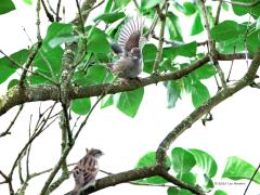 Heggenmus en huismus  20250930  Daarnet twee mussen in mijn sering in de tuin. Maar niet echt. Immers ze worden wel mussen genoemd maar de heggenmus behoort niet tot de familie van de mussen. Toen de huismus ook in de sering kwam zitten vond de heggenmus dat maar niks en sloeg even flink met de vleugels. Ruzie werd er niet gemaakt hoor. De huismus (Passer domesticus) is een kleine zangvogel die samen met ongeveer dertig andere mussensoorten, waaronder de ringmus, behoort tot het geslacht Passer. Er komen tw