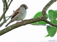 Heggenmus en huismus  20250930  Daarnet twee mussen in mijn sering in de tuin. Maar niet echt. Immers ze worden wel mussen genoemd maar de heggenmus behoort niet tot de familie van de mussen. Toen de huismus ook in de sering kwam zitten vond de heggenmus dat maar niks en sloeg even flink met de vleugels. Ruzie werd er niet gemaakt hoor. De huismus (Passer domesticus) is een kleine zangvogel die samen met ongeveer dertig andere mussensoorten, waaronder de ringmus, behoort tot het geslacht Passer. Er komen tw