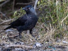 Kauw  20250901  Bergsediepsluis