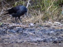 Kauw  20250904  Een kleine stookplaats langs een verlaten weggetje. Een clandestien barbecuetje wellicht? Voldoende reden voor deze kauw om op onderzoek uit te gaan. Zou er nog wat eetbaars te vinden zijn?
