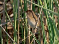 Kleine karekiet  20250915  Dit rietvogeltje is vernoemd naar zijn keelgeluid. Alhoewel, er wordt niet "karekiet" gezonden maar steeds in herhaling "kar kar kar kiet kiet kiet". Maar hoe dan ook, het is zeer herkenbaar. Heel misschien dat je deze week er nog eentje zou kunnen zien maar over een week of twee is dat zo goed als uitgesloten. De slimmerik is dan zeker naar warmere oorden vertrokken.