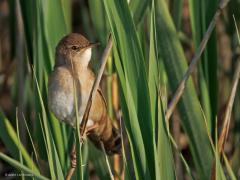 Kleine karekiet  20250915  Dit rietvogeltje is vernoemd naar zijn keelgeluid. Alhoewel, er wordt niet "karekiet" gezonden maar steeds in herhaling "kar kar kar kiet kiet kiet". Maar hoe dan ook, het is zeer herkenbaar. Heel misschien dat je deze week er nog eentje zou kunnen zien maar over een week of twee is dat zo goed als uitgesloten. De slimmerik is dan zeker naar warmere oorden vertrokken.