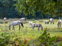 Konikpaard  20250905  Pannenhoef