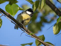 Koolmees  20250922  Tachtig Bunders