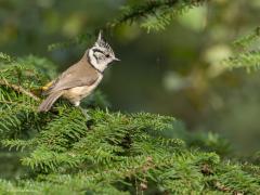 Kuifmees  20251003  Als je nu door het bos loopt hoor je niet veel vogels. Een leuk vogeltje dat je met name in een bos met daarin dennen nog wel af en toe zijn goed herkenbaar rollertje laat horen is dit leuke kuifmeesje. Echter bijna altijd hoog in die dennen. De kuifmees is een echte standvogel die heel het jaar door in zijn kleine eigen stekkie verblijft. Zundert ligt zo'n beetje op de grens van het verspreidingsgebied. Meer naar het westen, richting de klei, vind je hem niet. Meer naar het oosten, rich