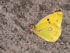 Oranje Luzernevlinder  20250924  Rondgors