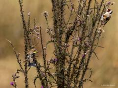 Putter  20250905  Pannenhoef