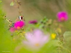 Putter  20250925  Gisteren even naar de Rondgors geweest. Opzij daarvan heeft men een klein perceeltje ingezaaid met wilde planten. Dat is een goede zaak en daar mogen we blij mee zijn. Er staan nog best wat planten mooi in bloei wat een kleurrijk tafereel oplevert. Het valt niet mee om in de wir war van bewegende stengels en bloemen een vogeltje te ontwaren.