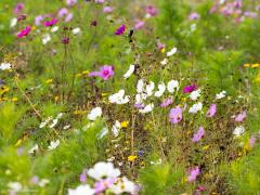 Putter  20250924  Rondgors