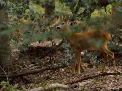 Ree  20250909  Gisteren nog even in De Beneden Moeren gewandeld. Doodstil was het daar, heel weinig vogels gezien of gehoord. Gelukkig hoorde dit jonge bokje mij ook niet toen ik hem daar tussen de bomen ontdekte. Ik speelde even standbeeld en kon zo enkele foto's maken. Deze mooie evenhoevige vierpoter doet aan bosbeheer. Struiken en bomen worden gesnoeid tot ca. twee meter hoogte.