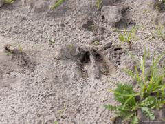 Ree  20250924  Rondgors