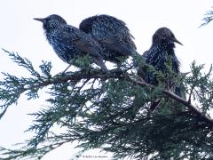 Spreeuw  202501001  Morgen wordt de kliko opgehaald dus daarnet, het was al ruim na zevenen, liep ik de tuin in om die kliko aan straat te gaan zetten. Ik kwam niet ver want een flink gekwebbel trok mijn aandacht. Een flinke groep spreeuwen bleek in mijn hoge conifeer te zijn geland en namen met elkaar luidruchtig nog eens de dag door. Ik kon ze niet goed verstaan want ze praatten allemaal door elkaar. Wat een gezellig geluid is dat, vind ik toch. Ik terug naar binnen om mijn camera te pakken. Het zijn geen