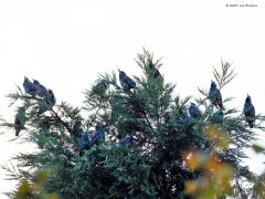 Spreeuw  202501001  Morgen wordt de kliko opgehaald dus daarnet, het was al ruim na zevenen, liep ik de tuin in om die kliko aan straat te gaan zetten. Ik kwam niet ver want een flink gekwebbel trok mijn aandacht. Een flinke groep spreeuwen bleek in mijn hoge conifeer te zijn geland en namen met elkaar luidruchtig nog eens de dag door. Ik kon ze niet goed verstaan want ze praatten allemaal door elkaar. Wat een gezellig geluid is dat, vind ik toch. Ik terug naar binnen om mijn camera te pakken. Het zijn geen