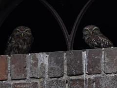 Steenuil  20250918  De ontmoeting met het steenuiltje is nog mooier geworden. Ik heb in het kapotte ruitje opnieuw het uiltje gezien en nu zelfs met een kameraadje. Plots verscheen het tweede uiltje. Hopelijk betekent dit dat er ook jongen van gekomen zijn en anders dat dat volgend jaar gebeurd.