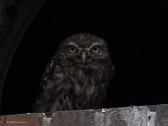 Steenuil  20250918  De ontmoeting met het steenuiltje is nog mooier geworden. Ik heb in het kapotte ruitje opnieuw het uiltje gezien en nu zelfs met een kameraadje. Plots verscheen het tweede uiltje. Hopelijk betekent dit dat er ook jongen van gekomen zijn en anders dat dat volgend jaar gebeurd.