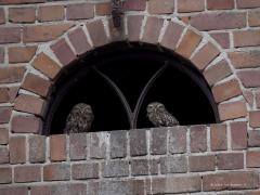 Steenuil  20250918  De ontmoeting met het steenuiltje is nog mooier geworden. Ik heb in het kapotte ruitje opnieuw het uiltje gezien en nu zelfs met een kameraadje. Plots verscheen het tweede uiltje. Hopelijk betekent dit dat er ook jongen van gekomen zijn en anders dat dat volgend jaar gebeurd.