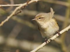 Tjiftjaf  20250319  Aa of Weerijs Kaarschot