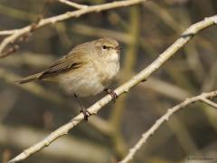 Tjiftjaf  20250922  Vanmorgen in de Moeren lieten meerdere tjiftjaffen nog steeds af en toe hun liedje horen. Misschien omdat de zon scheen, of omdat het een erg makkelijk liedje is. Dat laatste zal wel niet aan de orde zijn. Maar best laat in het seizoen is het wel.