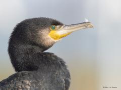 Aalscholver  20251018  Ik was vandaag in het haventje van Colijnsplaat. Kwam daar een bekende en een onbekende tegen. Want die aalscholver kennen we wel. Maar die Johannis? Ik ken geen vogel met een meer vreemde kop dan deze aalscholver, komt vast door zijn hel groene ogen?