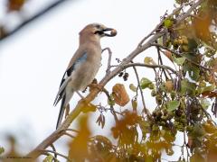 Gaai  20251108  Het is momenteel een drukke tijd voor de gaaien. Ze zijn druk met hamsteren, met het aanleggen van een flinke wintervoorraad eten. Ze doen dat vooral door lekkere eikels op te zoeken en naar een speciaal plekje te vliegen en ze daar voor later te begraven. Ze verstoppen zo een heleboel eikels en wonderbaarlijk genoeg kunnen ze die na lange tijd weer terug vinden en uitgraven ook. Een van de wondertjes van de natuur.